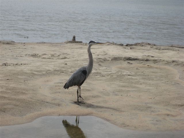 Photo: A Heron on the Beach
Photographer: Heather Pugh