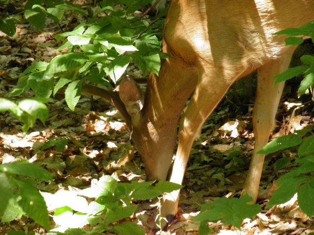 Photo: A Deer Browses in the Forest