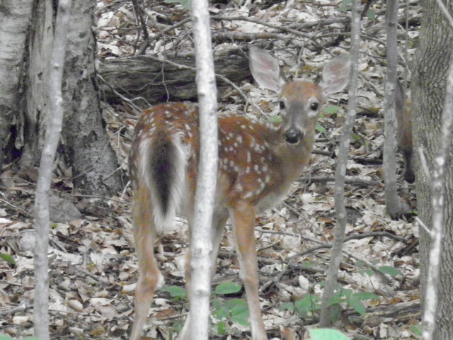 Photo: Fawn in the Woods