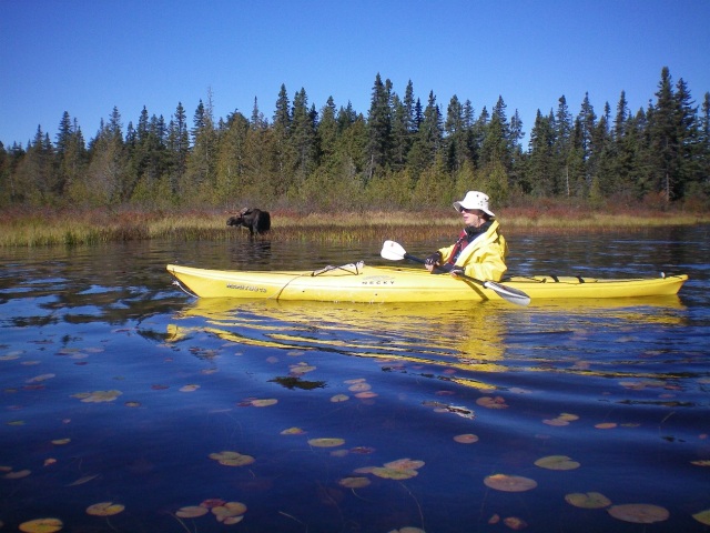 Photo: A Moose Watches Margaret Kayak By