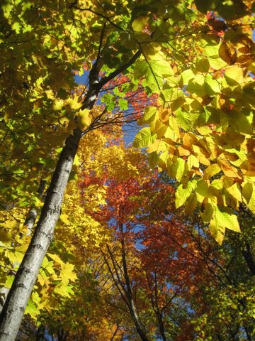 Photo: Yellow Beech Leaves