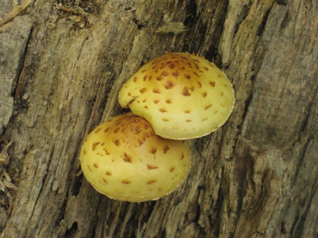 Photo: An Interesting Mushroom