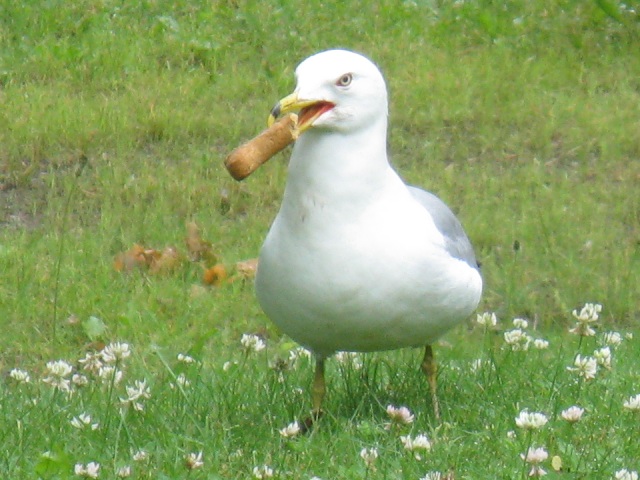 Photo: A Gull Makes off with a Dog Biscuit