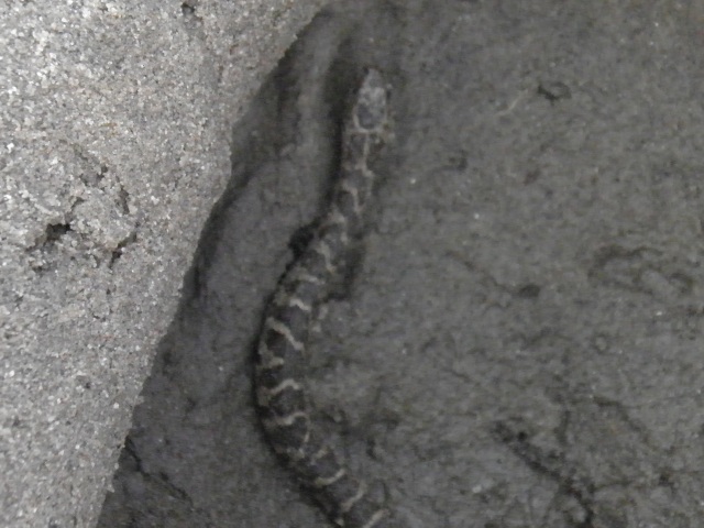 Photo: A Snake in a Pit